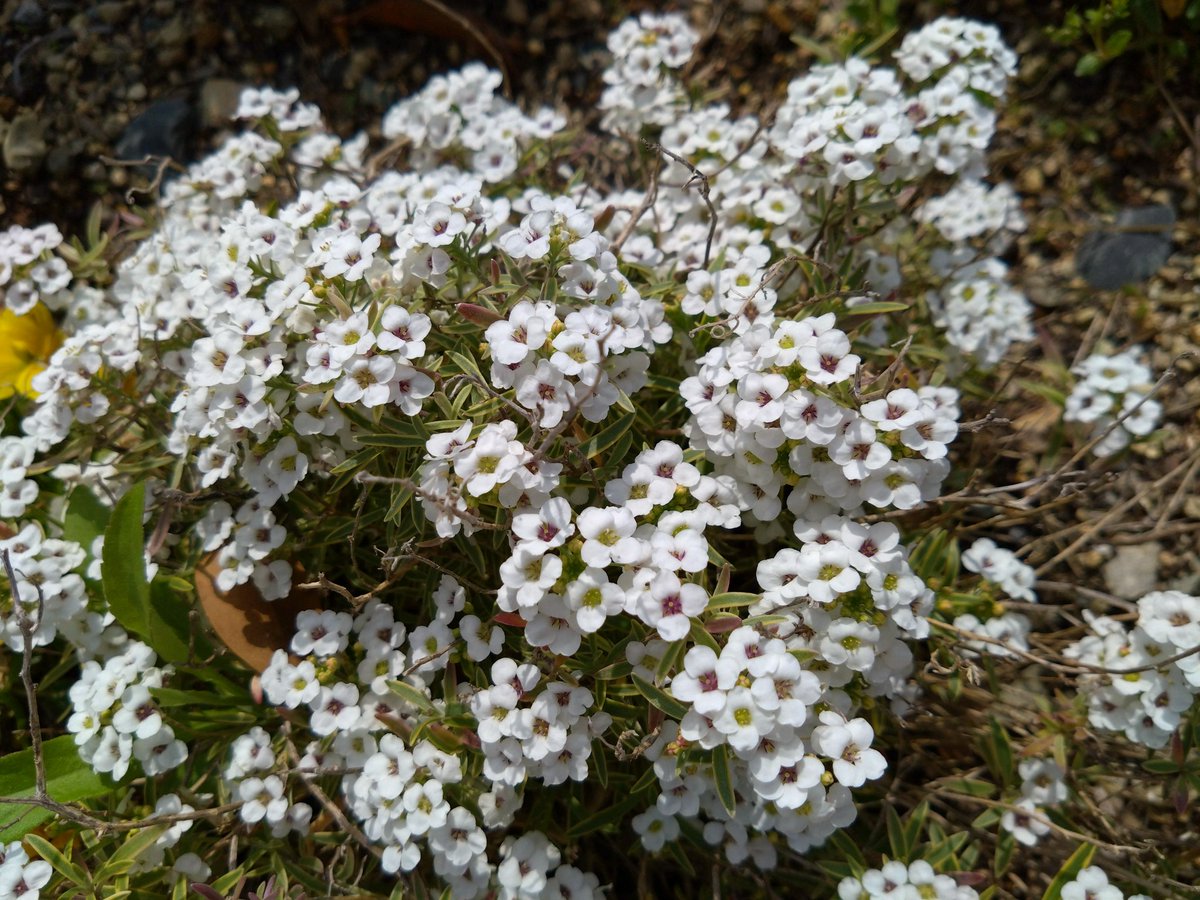 ちさと tweet media