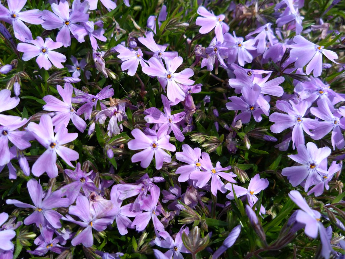 ちさと tweet media