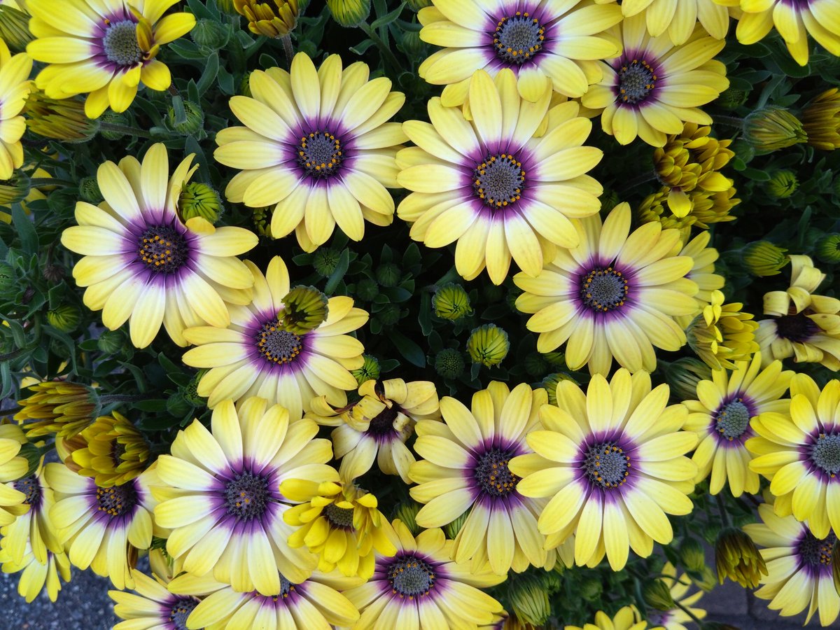 ちさと tweet media