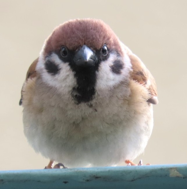 関東の小鷲3号 tweet media