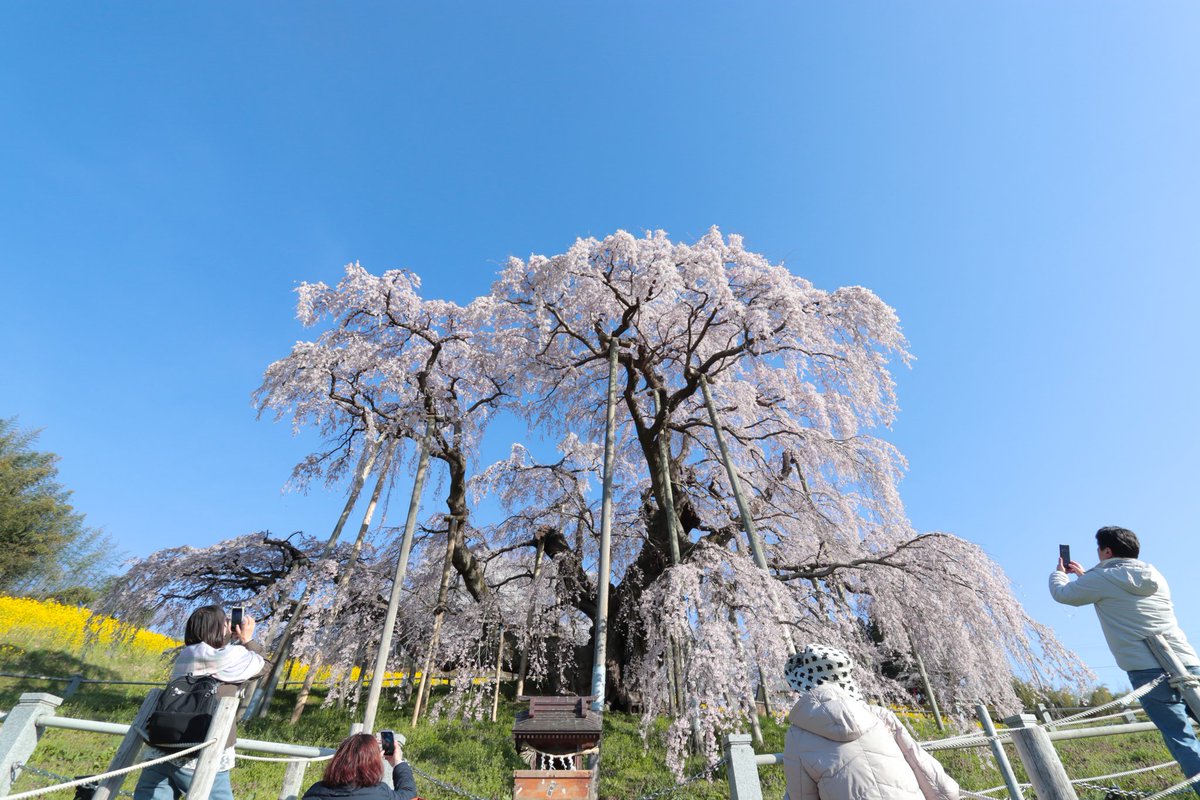 🌸三春滝桜🌸
4月9日(木) 　7：00頃　 晴れ☀️

満開

#三春滝桜 #滝桜 #満開 #福島県三春町 miharukoma.com/experience/183