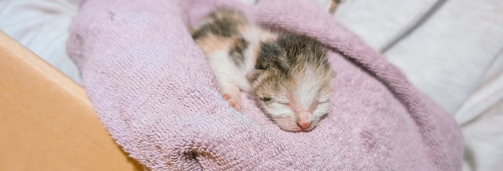 食べ未華子 tweet media