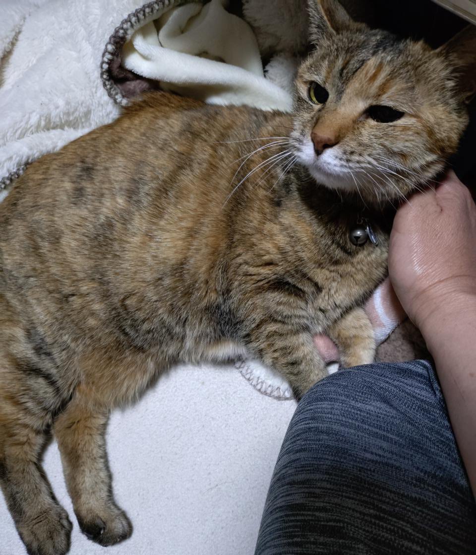 忯子(きしこ)りんはつるばみ色 tweet media