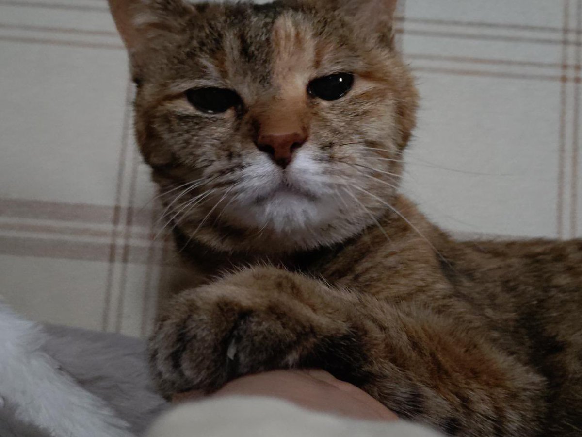 忯子(きしこ)りんはつるばみ色 tweet media