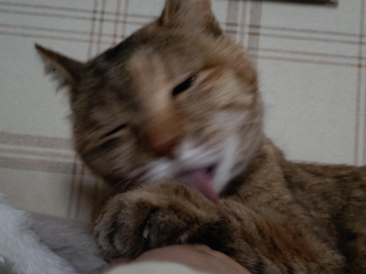 忯子(きしこ)りんはつるばみ色 tweet media