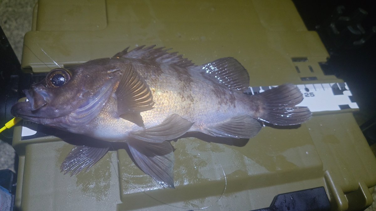 梅崎ハル tweet media