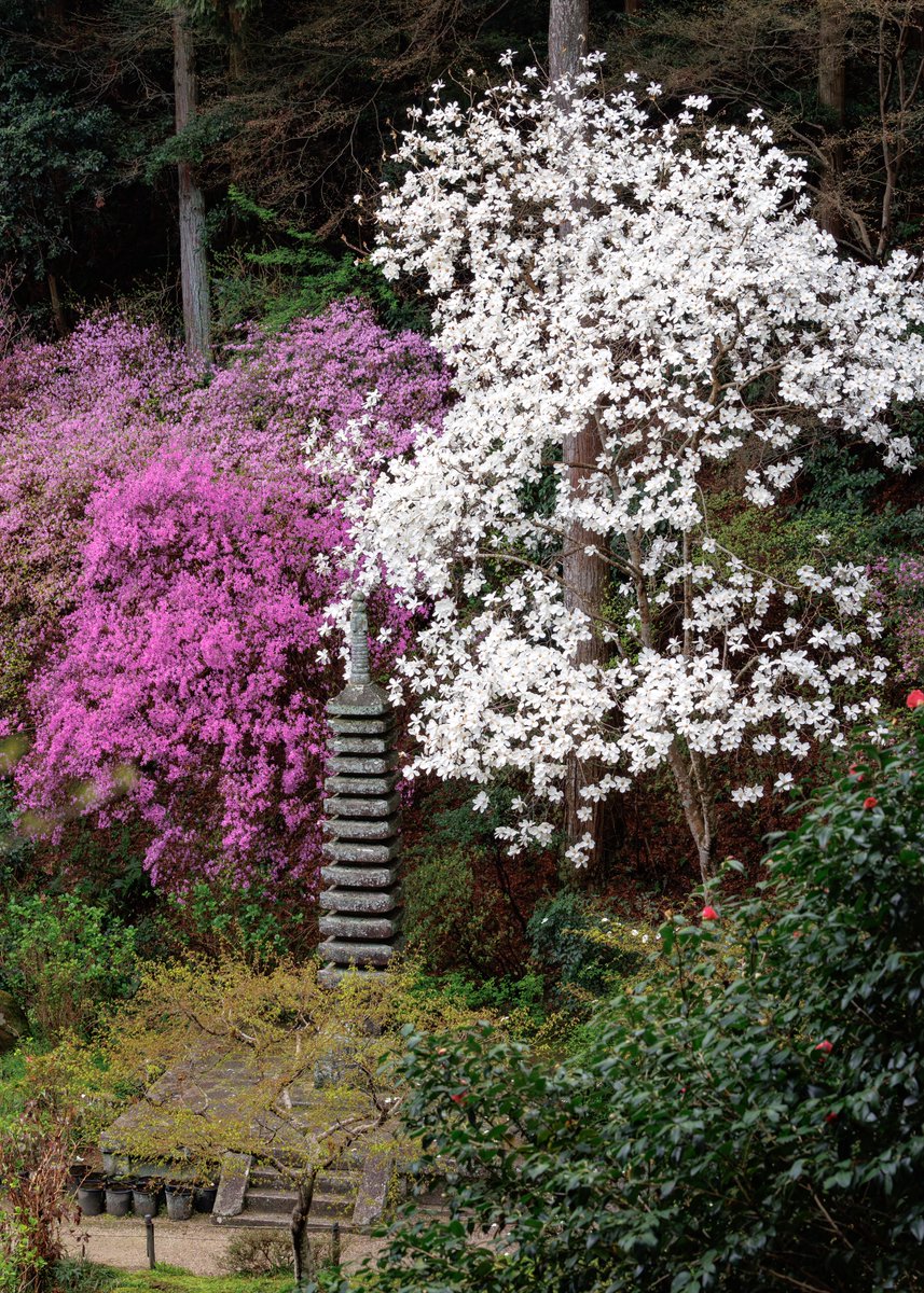 境内ではミツバツツジが満開となっており、ヤマブキなどの花も開花しております☺️✨
※現在モクレンは散っています

【お知らせ】

秘仏特別公開（如意輪観音、弁財天、羅刹天）

4月1日（水）〜5月31日（日）

三重塔初層特別開扉

4月25日（土）〜5月6日（水）

HPにて季節運行バス🚌情報掲載