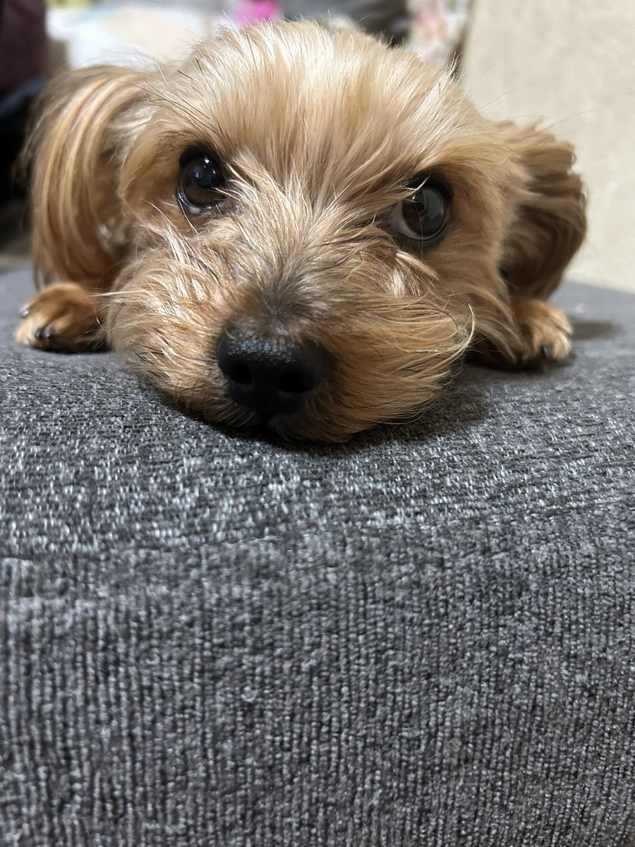 🐒ちゃーちゃん tweet media