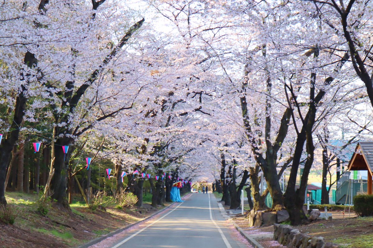 大畠順子 tweet media