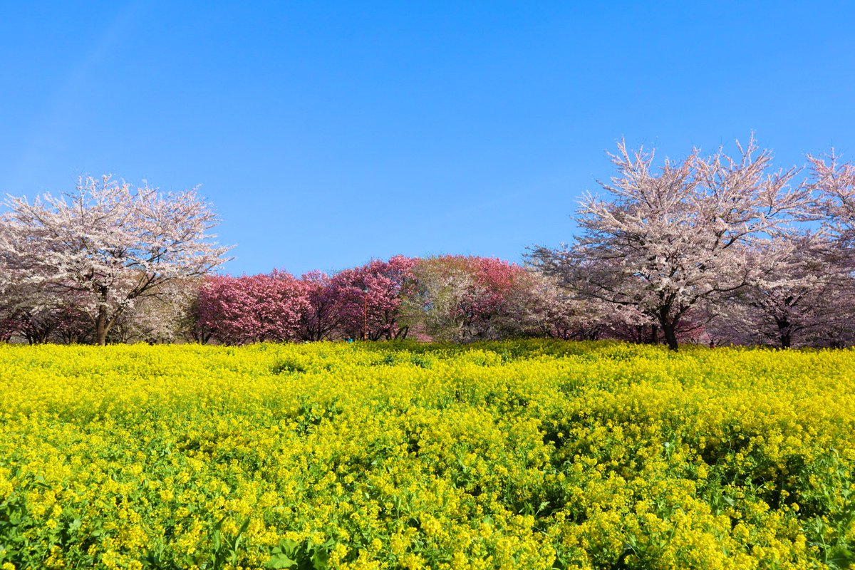 大畠順子 tweet media