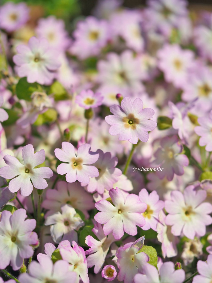 𝕔𝕙𝕒𝕞𝕠𝕞𝕚𝕝𝕖🌹🌿 tweet media