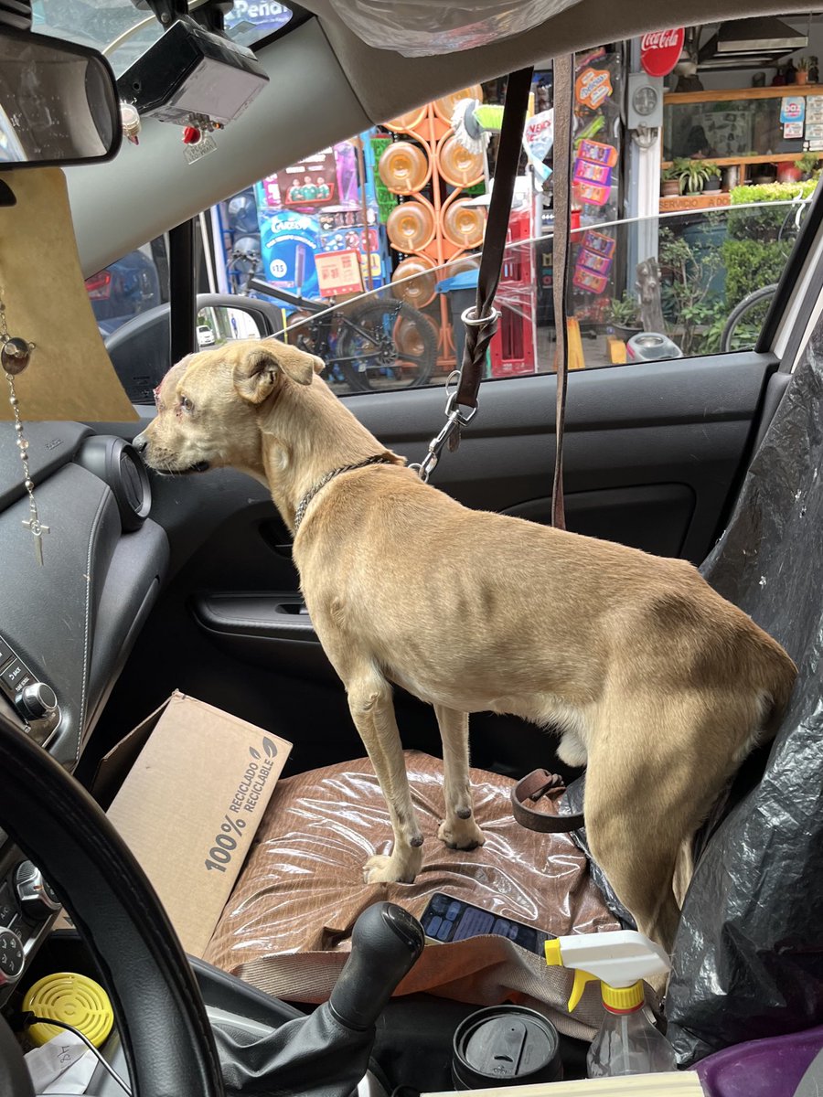 𝙷𝚎𝚕𝚊 𝙼𝚘𝚛𝚎 🐶 tweet media