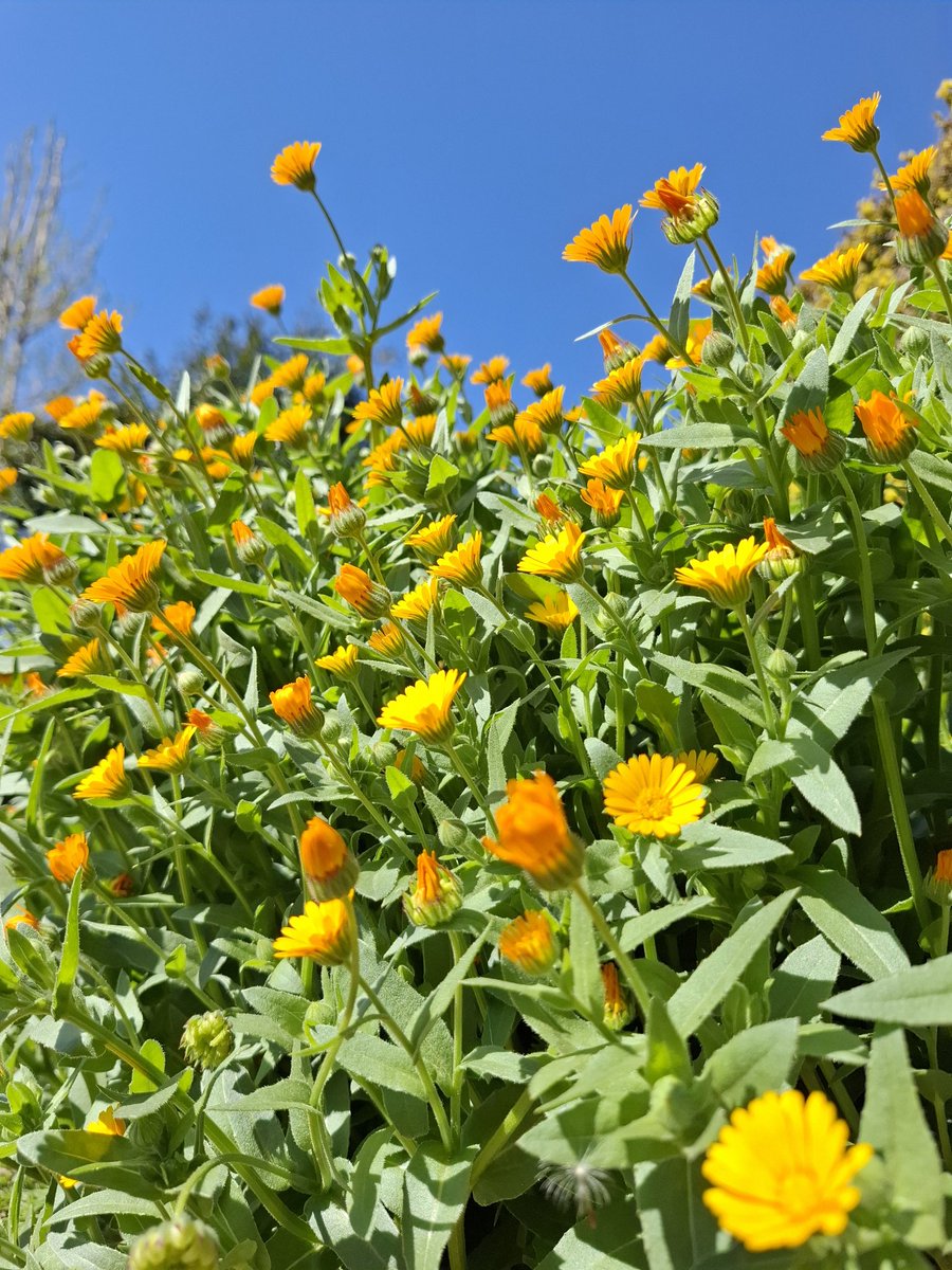 ヲジキ【公式】 tweet media