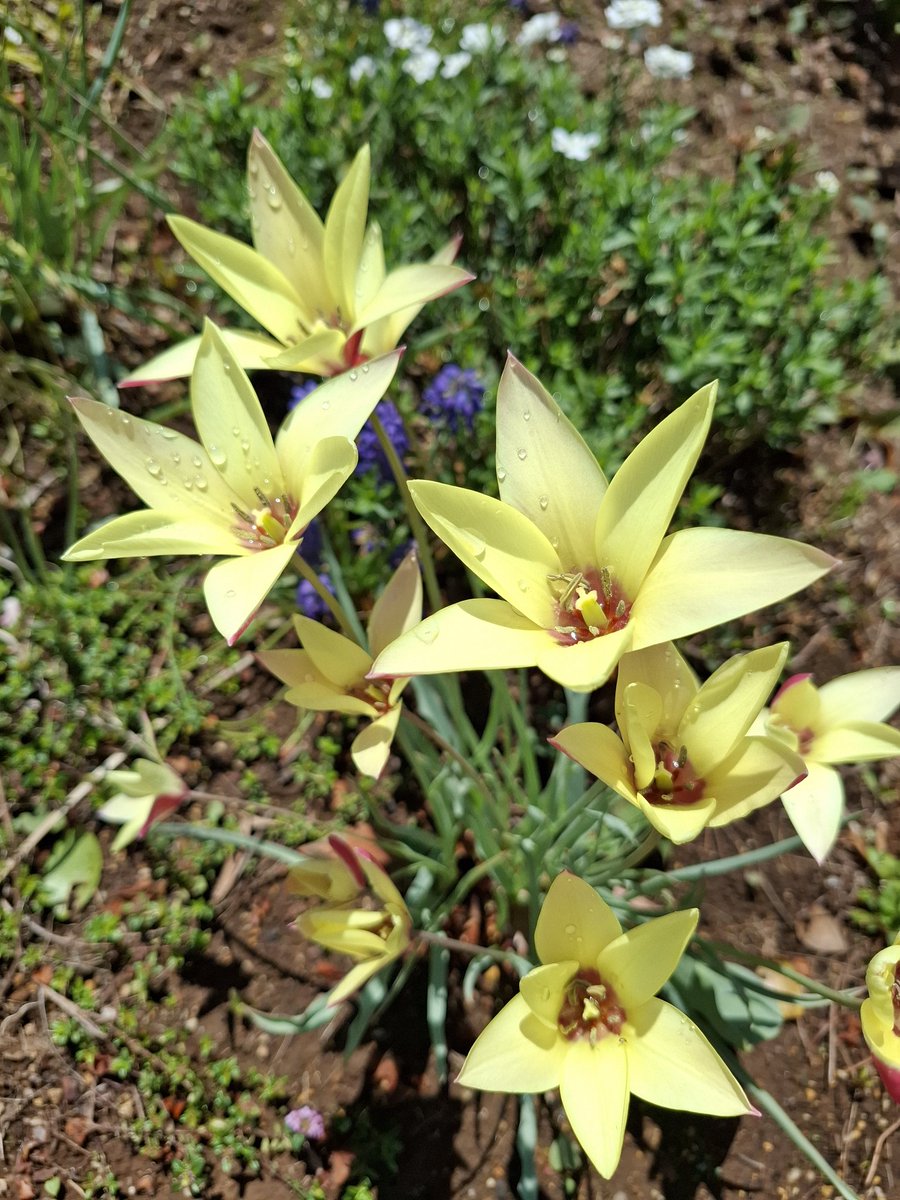 ヲジキ【公式】 tweet media