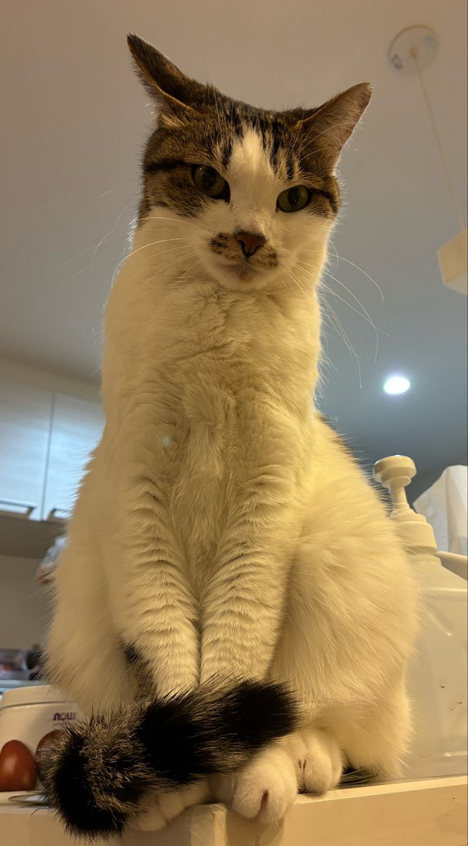 ドル （ドルドルミドル） tweet media