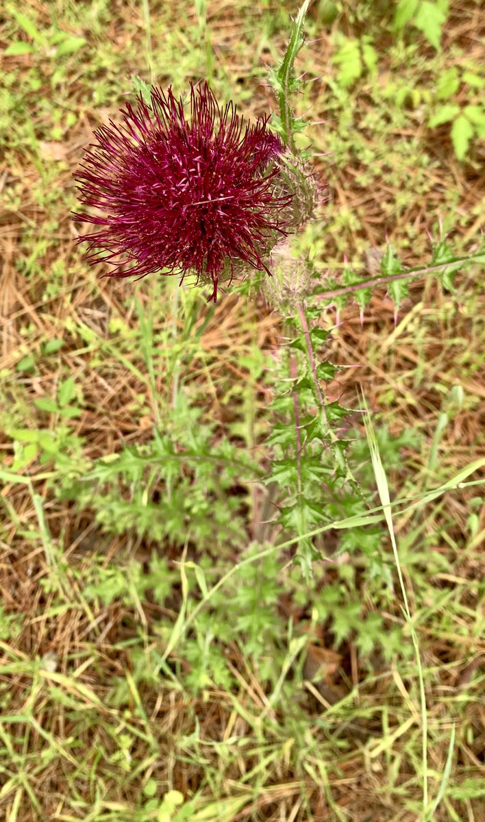 Will Duke tweet media