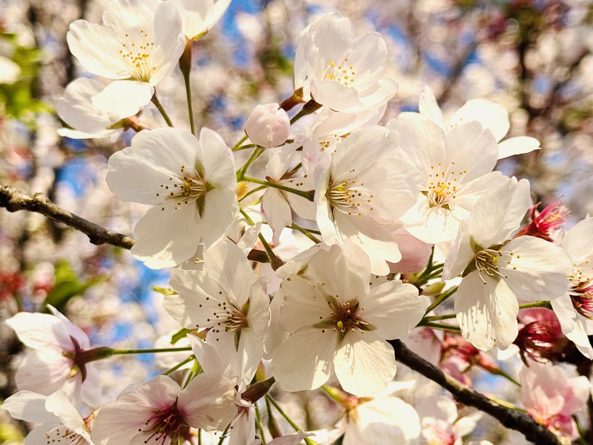 今日は所用でお休み😊

朝はいつもの日課🚶

まだ桜頑張ってる🌸☺️

まだ時間あるし
晴れてるうちに
ちと写真撮りに
もう一回歩きに行くか🤔

#朝活　#秦野市　#水無川