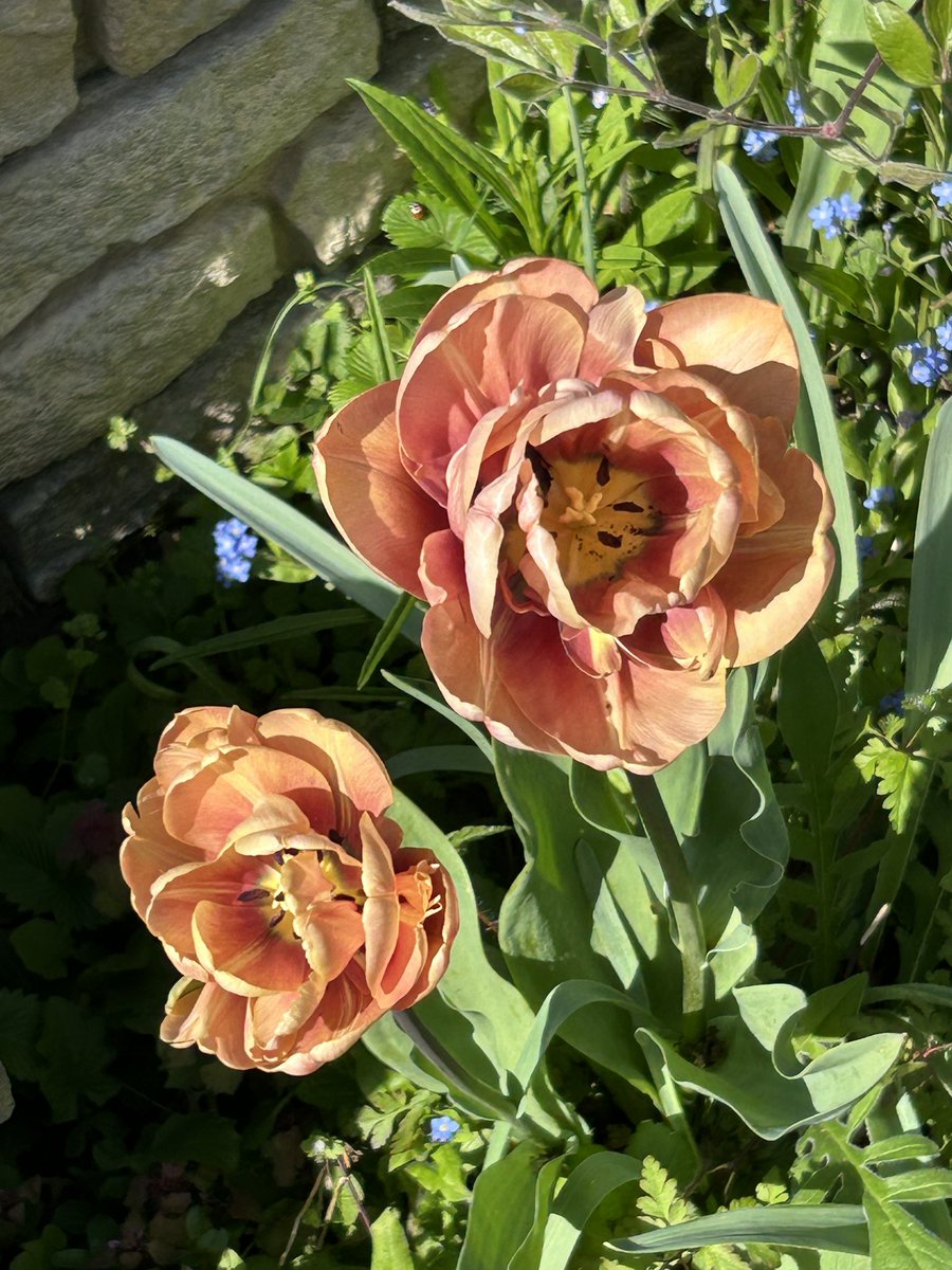 AAAJayboy's tweet photo. Tulips are blooming https://t.co/EqbP4mXYAz