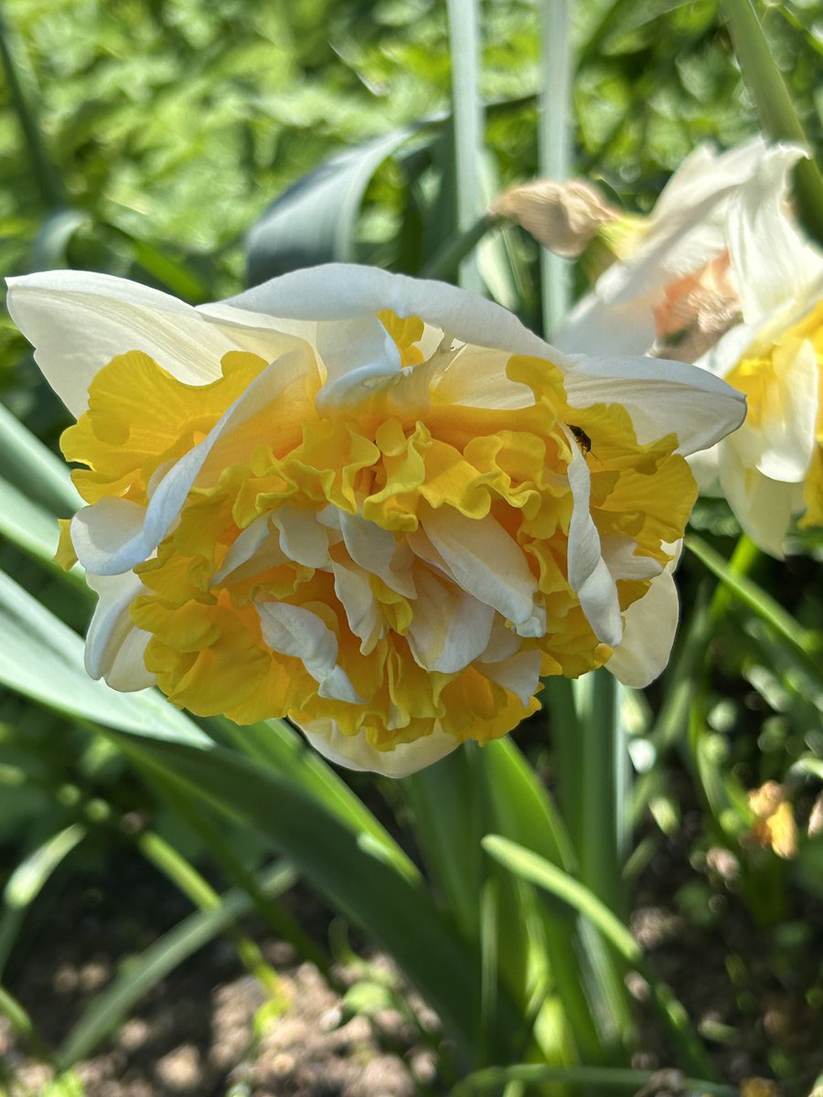 AAAJayboy's tweet photo. Tulips are blooming https://t.co/EqbP4mXYAz