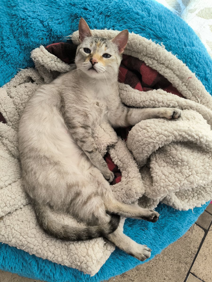 El arca de Satoshi tweet media