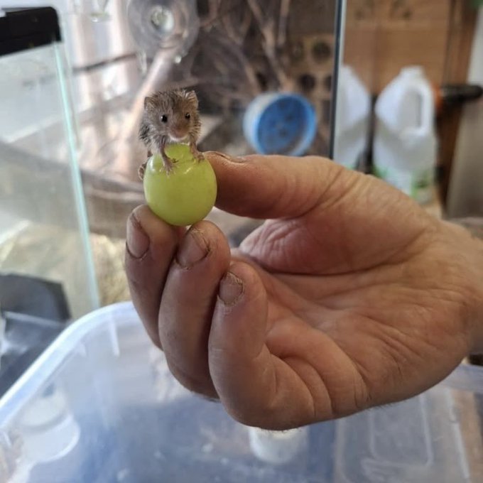 Goober, #1 Ieuan Fan tweet media