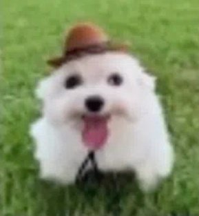 Aristo🌖 Steel Ball Run. tweet media