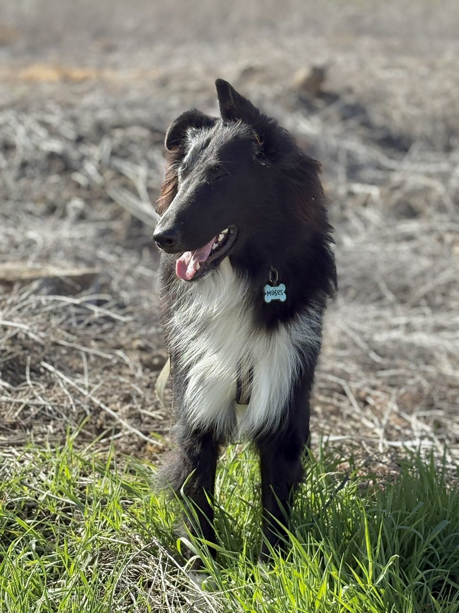 The Snoopervisor 2.0 /Moses (Wilma🌈) tweet media