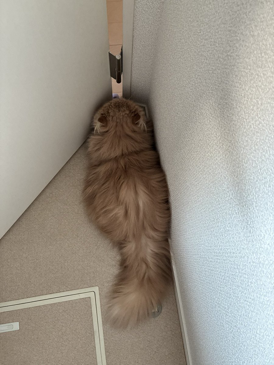 ムック tweet media