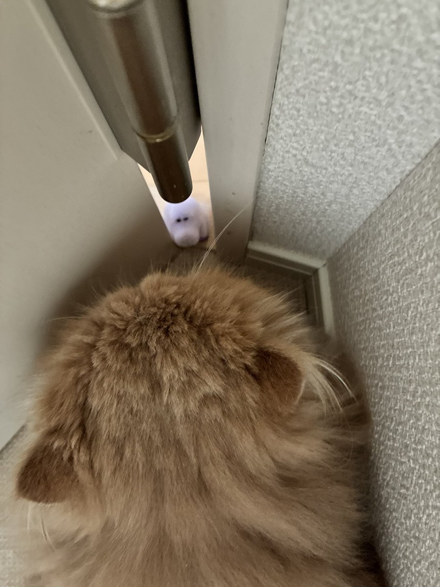 ムック tweet media