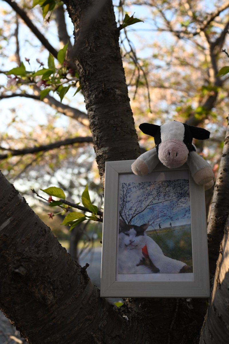 （株）銀宝堂　猫好き店主のいるお店（埼玉県熊谷市） tweet media