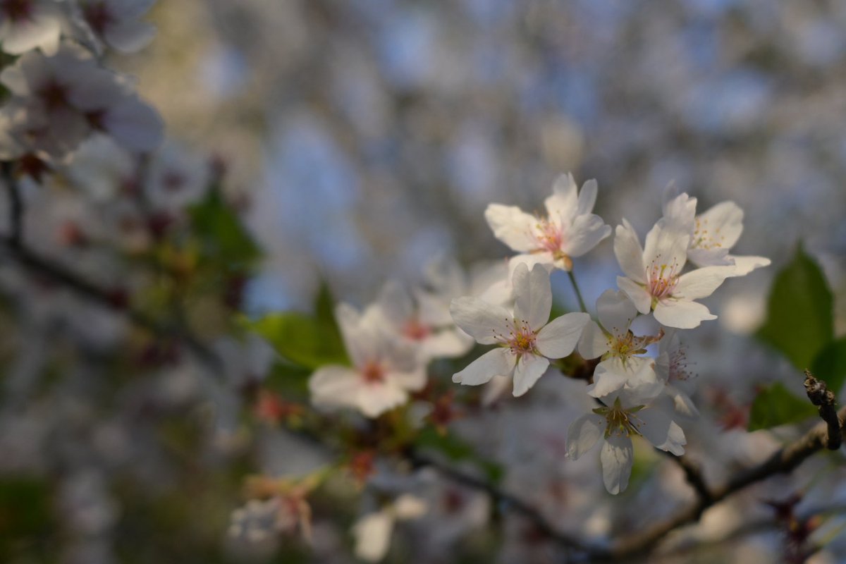 （株）銀宝堂　猫好き店主のいるお店（埼玉県熊谷市） tweet media