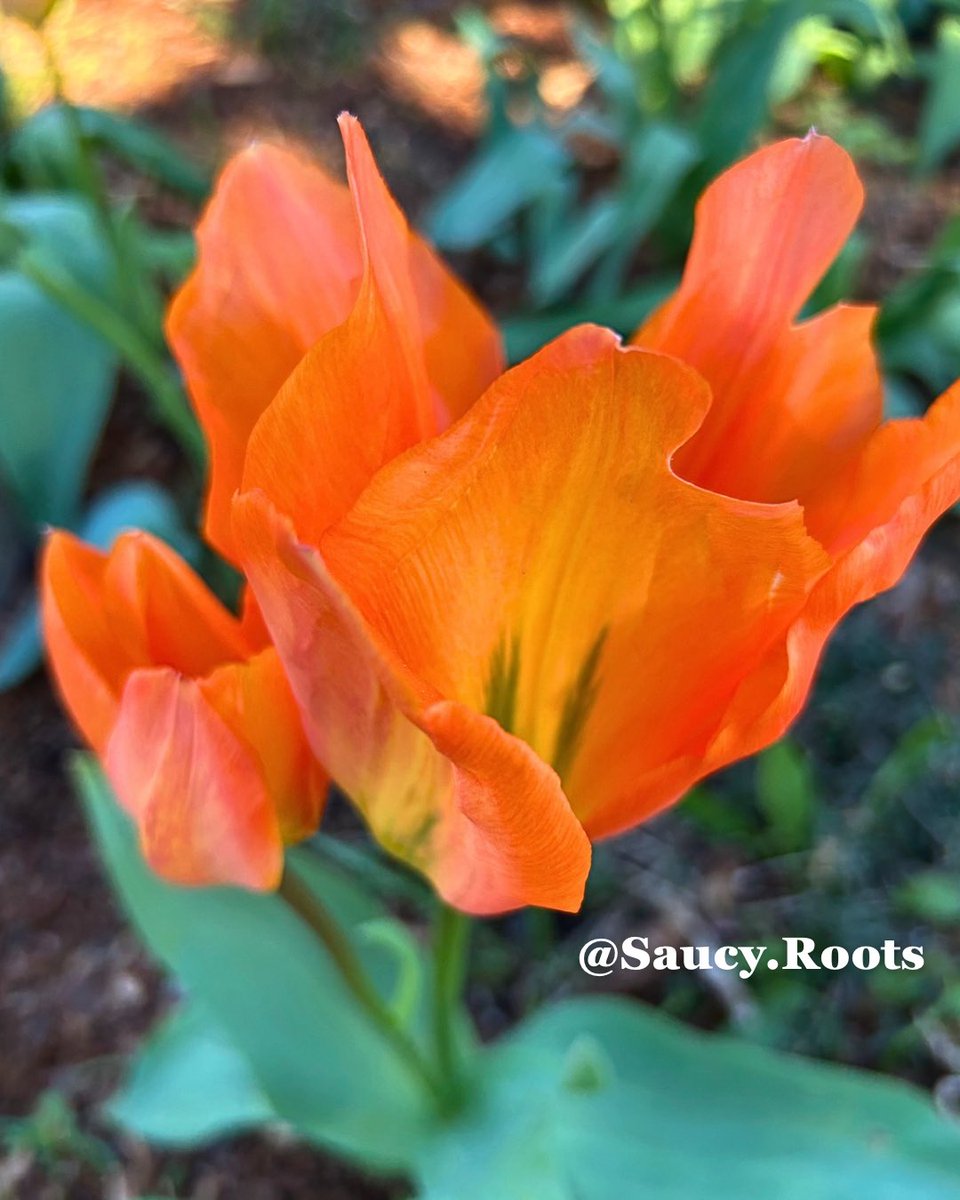 Now serving up articles on Substack and video shorts on YouTube. More to come as this is a summer with no job prospects. #gardening #tulips #tulipseason #gardenchat