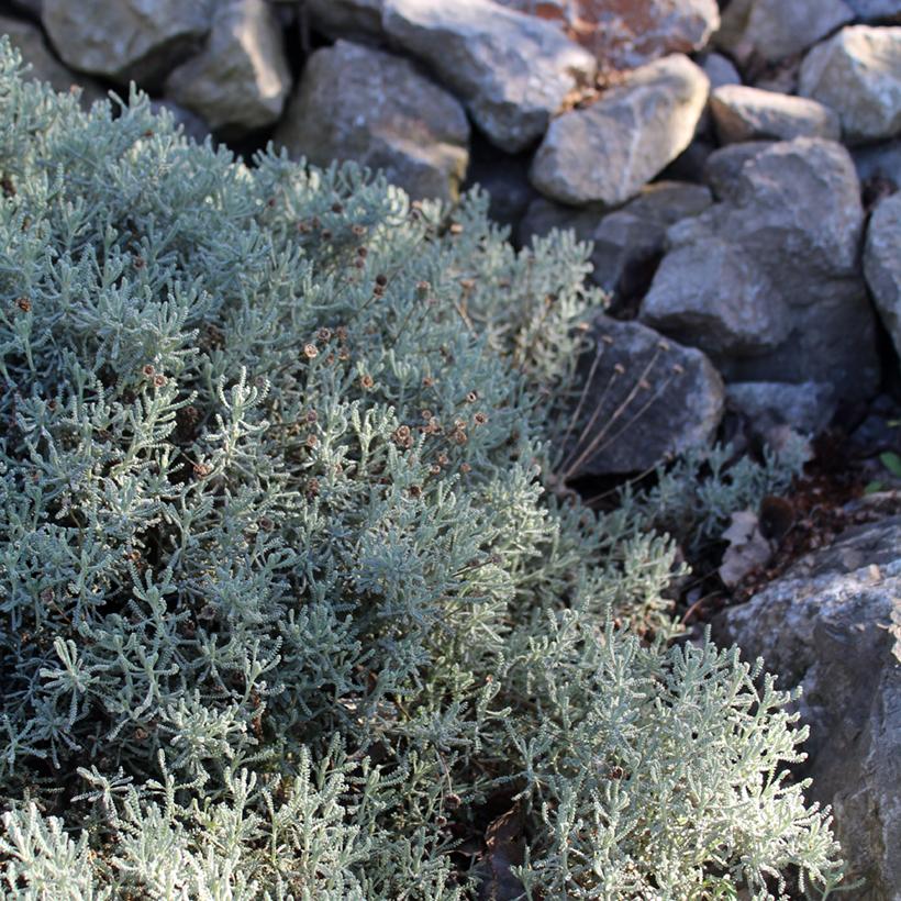 alaintora's tweet photo. Au jardin, les arbustes couvre-sol sont les meilleurs alliés des situations difficiles : talus, terrain en forte pente, grandes rocailles, sol sec ou ombre.
ttps://www.promessedefleurs.com/arbustes/arbustes-couvre-sol.html

📸 : promessedefleurs https://t.co/eTCJLJLSF9
