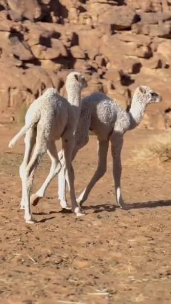 ماهوا أسم صغير الجمل؟🤔