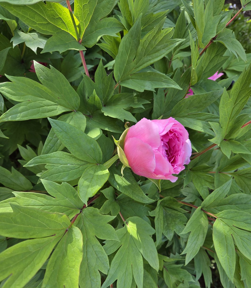 もう少しで満開