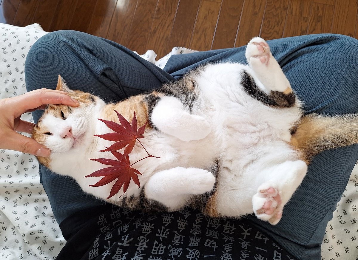 春もみじ