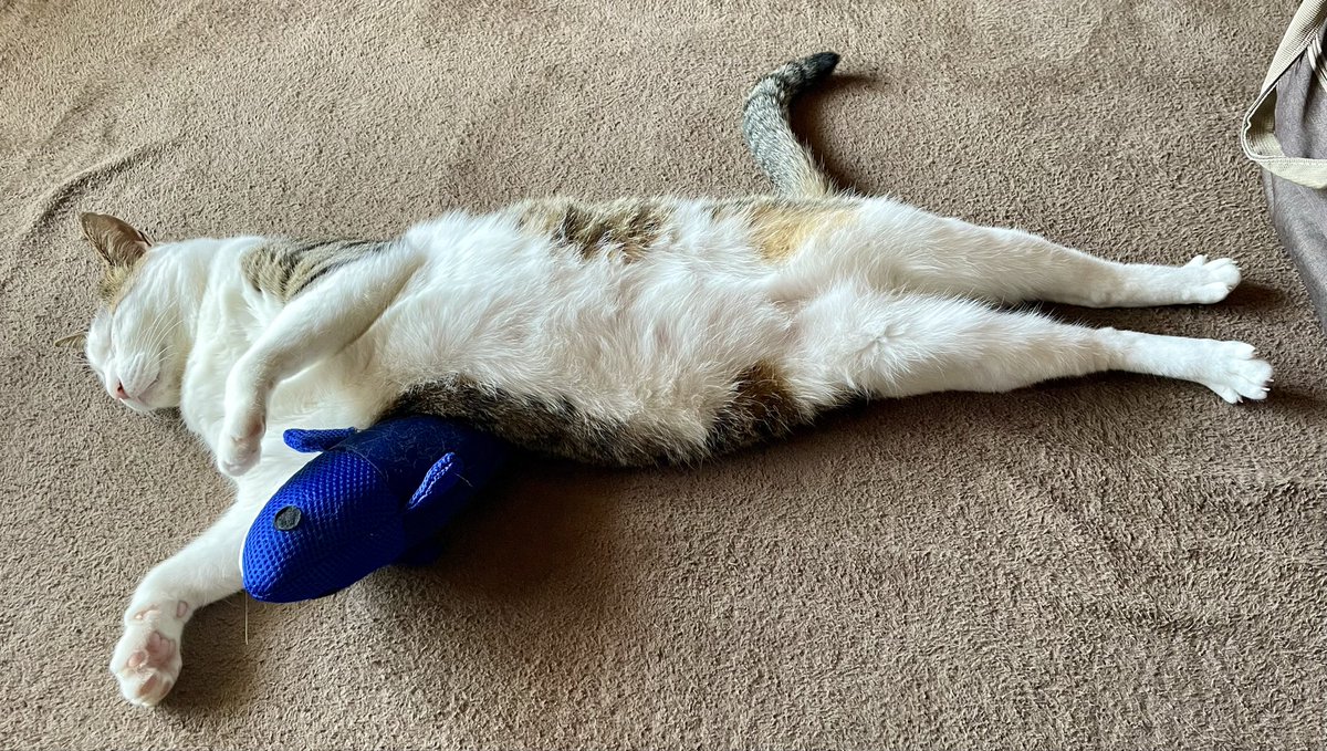 ＴＫ（たかこ）🐾🐾 tweet media