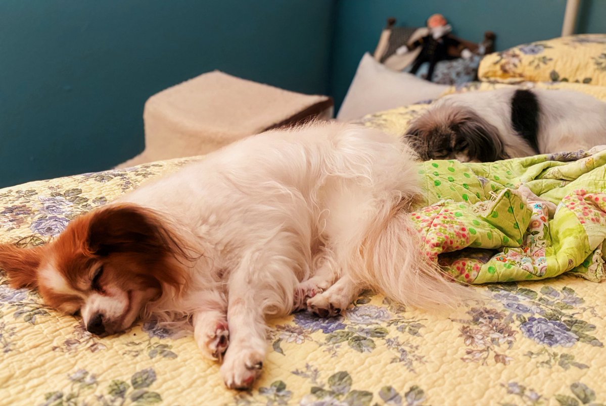 Lazy day for two of the three girls ❤️🐶