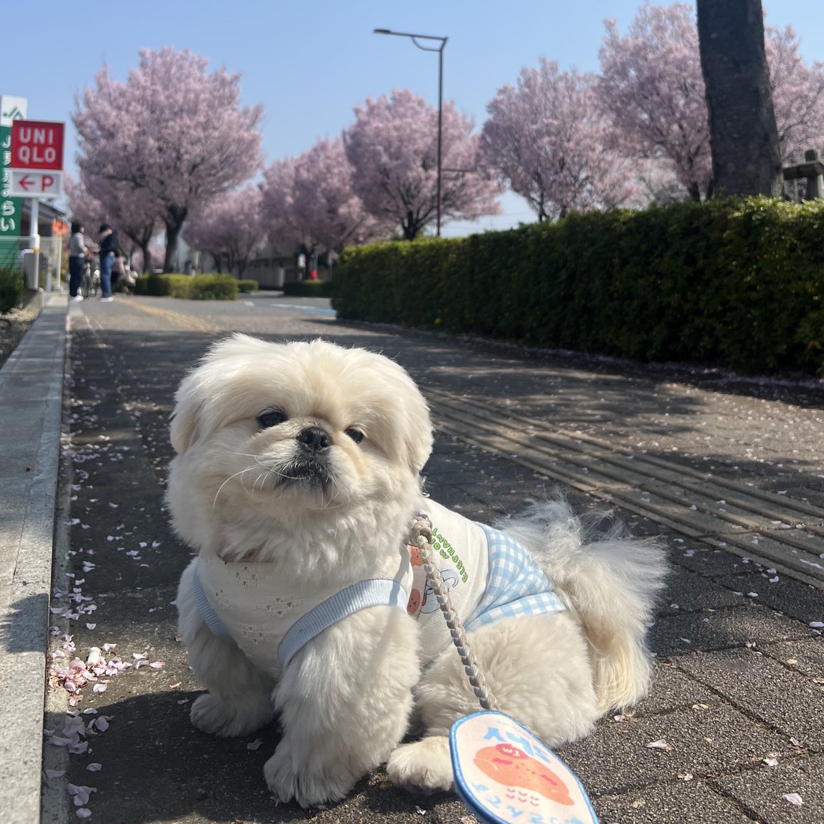 ペキのぷく tweet media