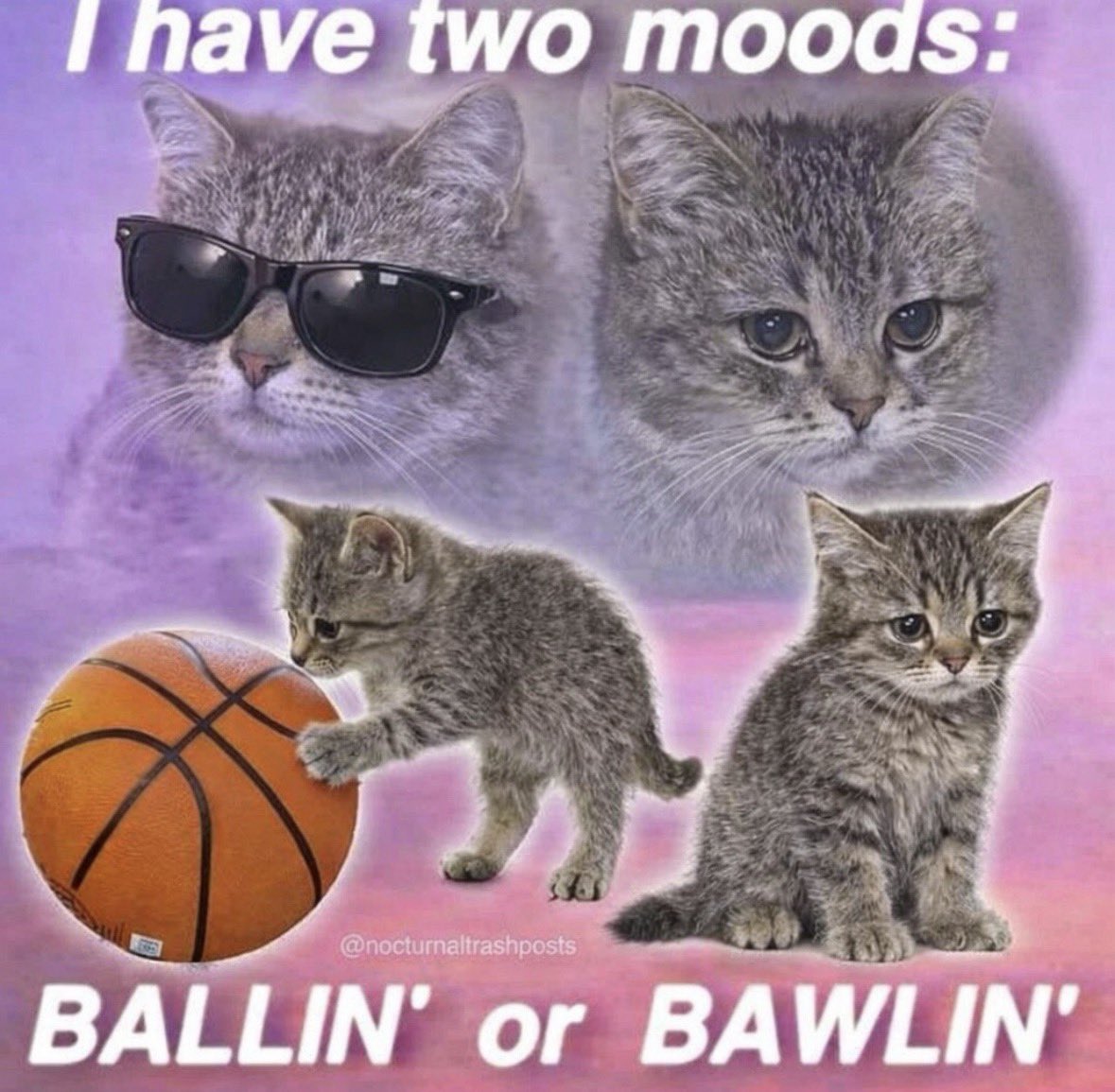 LiterallyMeCats tweet media