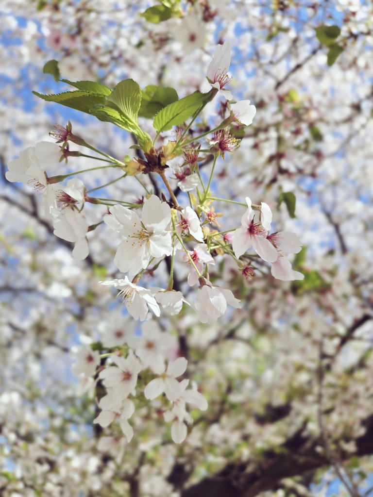 めそん🐙 tweet media