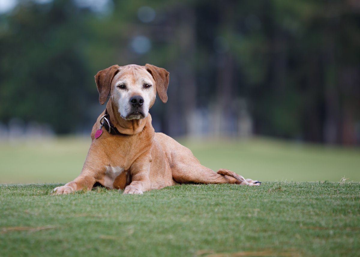 Captivating Canines tweet media