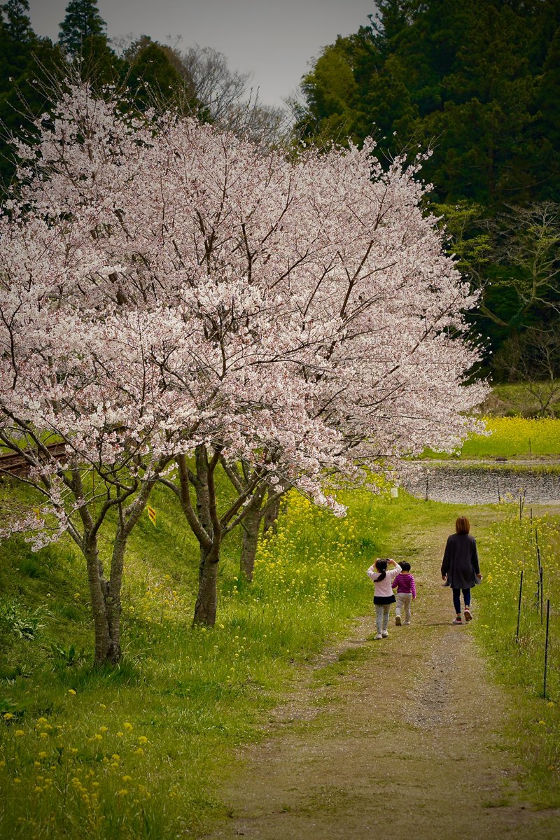 DrYamanouchi's tweet photo. 📷今日のイチマイ-1431📷
『桜の頃』
お母さんとお花見..🌸
(2022年Roonee 今年のさくら展 出展作品)
Leica CL Typ7323
+VARIO-ELMAR-TL 1:3.3-4.6/18-56 ASPH.
#Leica
#桜 #お花見 #roonee
#snapphotography
#streetsnap https://t.co/eMFwG7KJKC