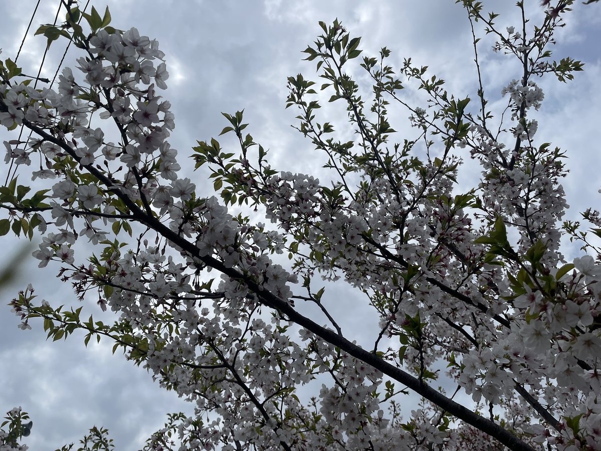yumi_fukawa's tweet photo. ４月9日、今日の空。皆んなの思い門たんに届け。
強めの風..桜の花びらが沢山舞ってるね。
#ARSION
#門恵美子 https://t.co/t81TNp4zQF