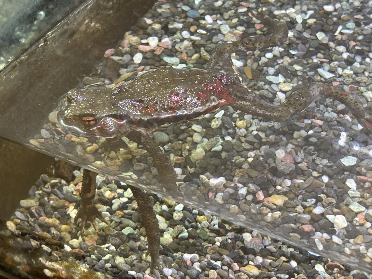 和歌山県立自然博物館 tweet media