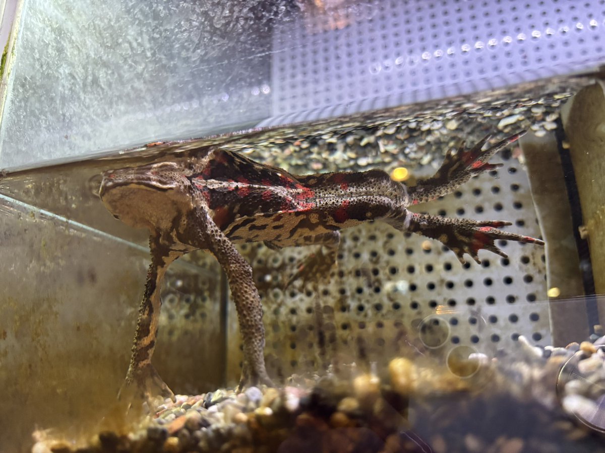 和歌山県立自然博物館 tweet media