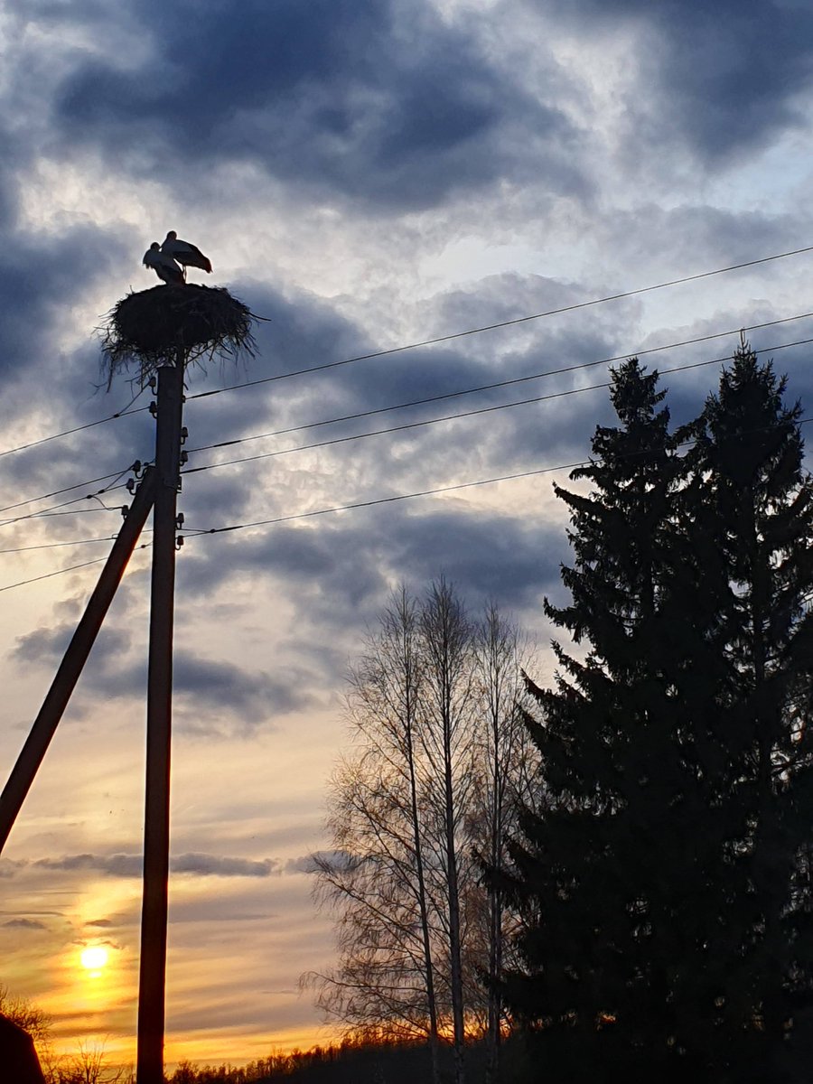 𝐈 𝐛𝐞𝐥𝐢𝐞𝐯𝐞 𝐈 𝐜@𝐧 𝐟𝐥𝐲 tweet media