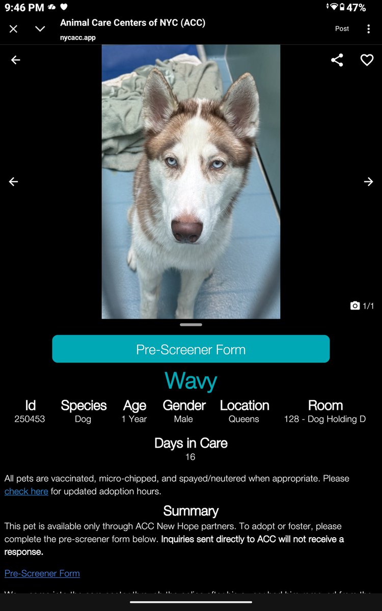 WAVY ♥️    #250453  1yr old Boy ♥️#Nycacc
ATT HUSKY LOVERS ⚠️ New in shelter for 
16 days.. owner called police had Wavy removed 
due to alledged bite incident...no details 💔
He's a puppy and he's very afraid allows 
minimal handling..at risk 💔 
#RescueOnly
#Foster
#Pledge 🆘⚠️