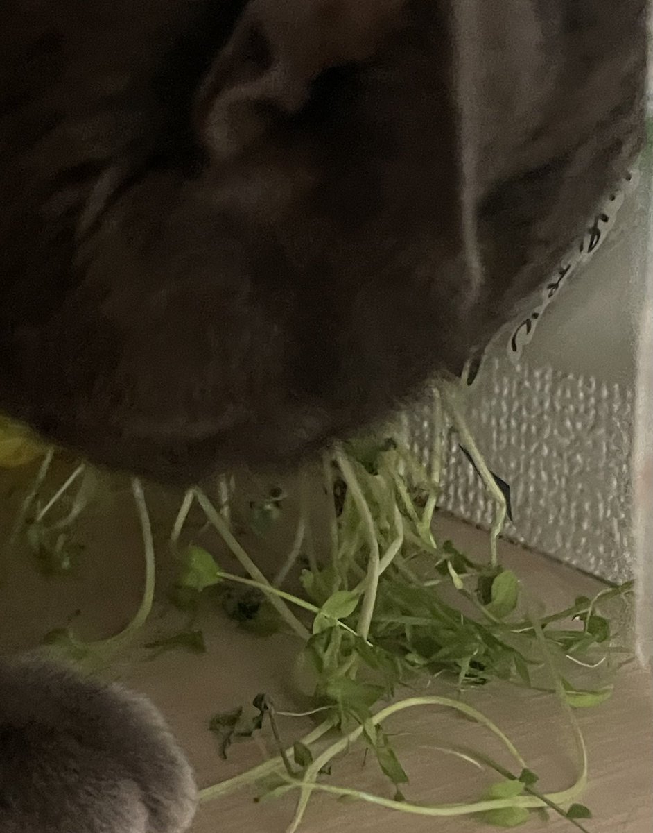 豆苗って思ったより伸びないんだなあーと思ってたら盗み食いしてるやついる😭😭😭😭