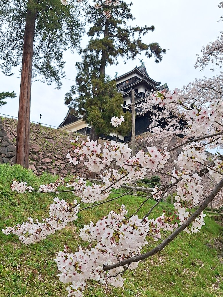 MSB_38's tweet photo. 🌸桜情報2026/04/09
今週末ぐらいで今年も🌸見納めとなりそうです😢
 #松江市 
 #松江城 
 #お花見 
 #桜情報 #桜 🌸
 #お昼休み #散歩 🚶
 #matsuecity #matsuecastle 
 #sakura #cherryblossom https://t.co/ALl5ojyBM7